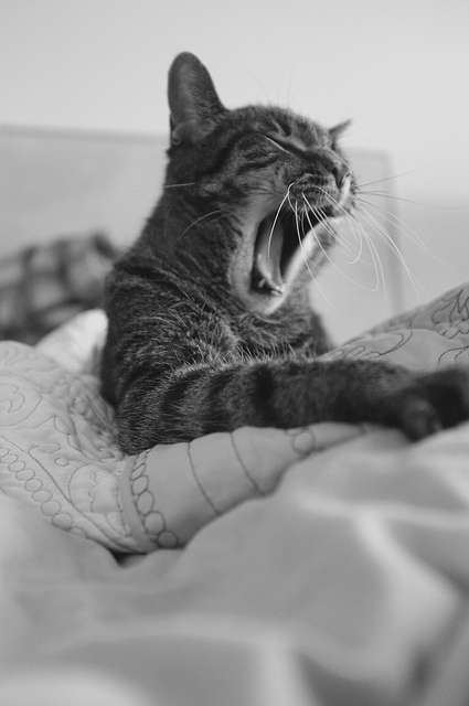 cat-yawning